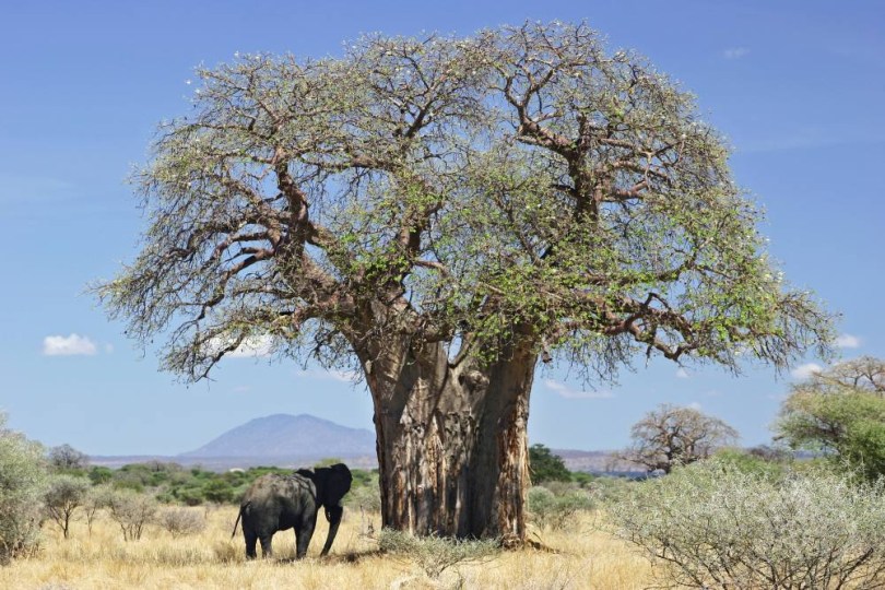 Baobab - Majomkenyérfa, Adansonia digitata, fagyérzékeny, gyümölcs